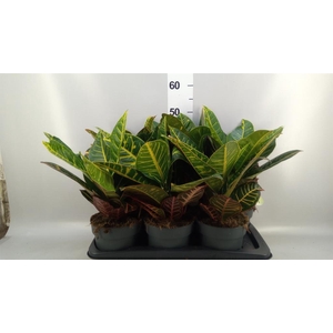Codiaeum var. GR 'Petra'
