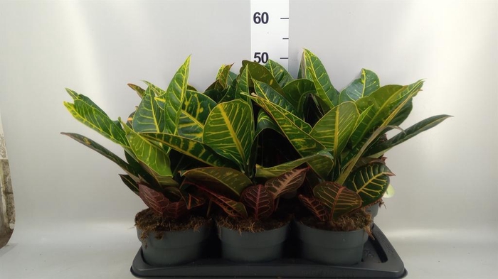 <h4>Codiaeum var. GR 'Petra'</h4>