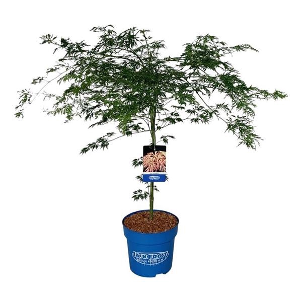 <h4>Acer Ice Dragon ®</h4>