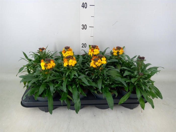 <h4>Erysimum 'Fragrant Sunshine'</h4>