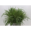 Panicum Fountain
