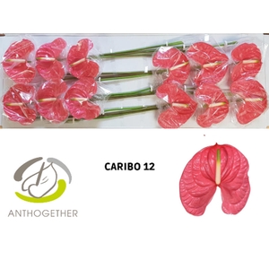 Anth A Caribo 13 cm X12 Wijnen
