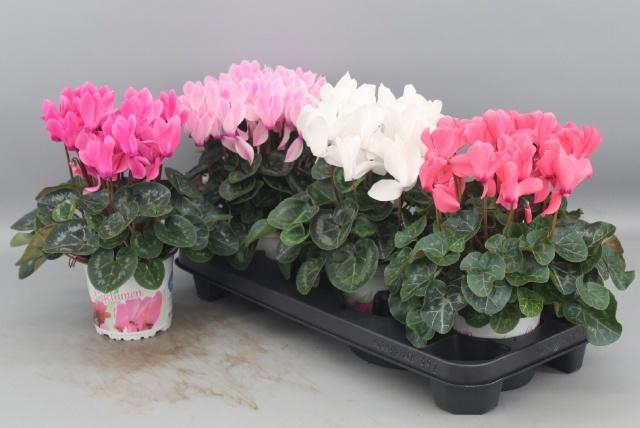 <h4>CYCL GR SUP XL</h4>