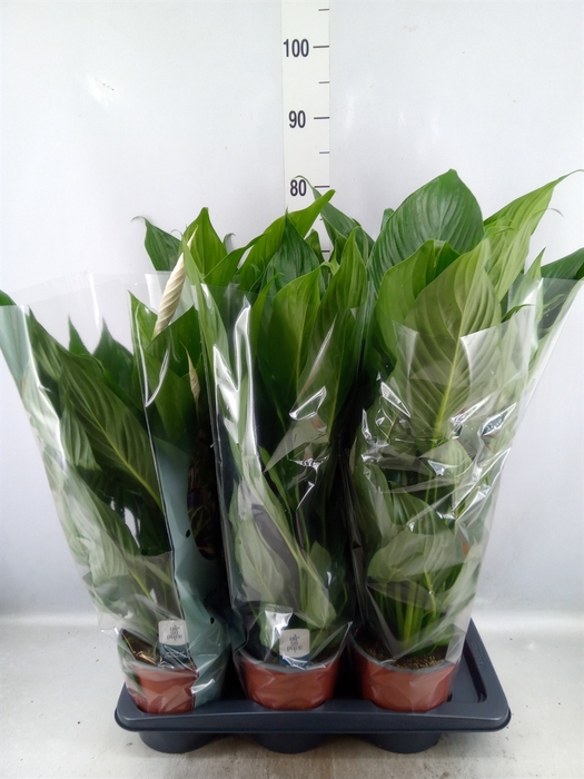 Spathiphyllum  'Bingo Cupido'