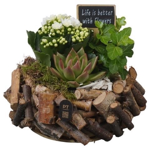 PTIB5252 Arrangement Indoor in houten bak