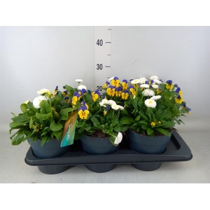 Perkplanten   ...         [Bedding]