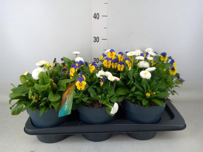 <h4>Perkplanten   ...         [Bedding]</h4>