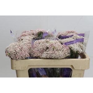 Ozothamnus Cooks Tall Pink