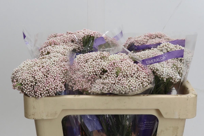 Ozothamnus Cooks Tall Pink