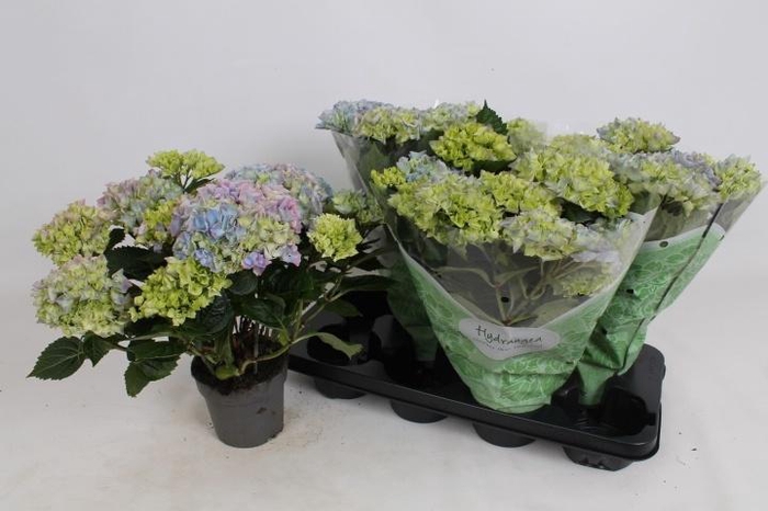 <h4>HYDR M HI RIVER</h4>