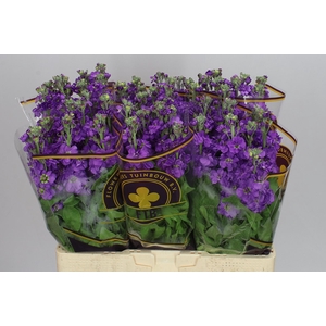 Matthiola Purple