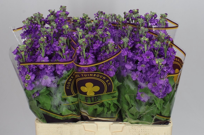 <h4>Matthiola Purple</h4>