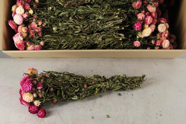 <h4>Df Helichrysum Bs Light Pink</h4>