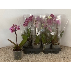 PHAL OV