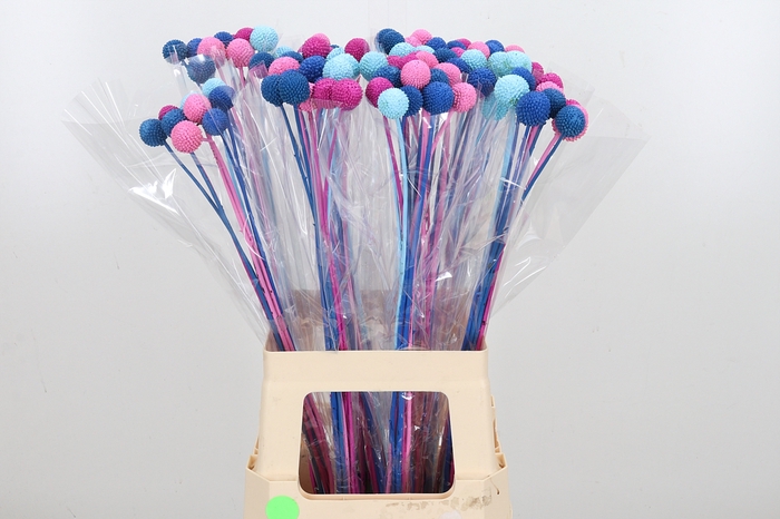 <h4>Craspedia Kl Bh Baby Mix</h4>