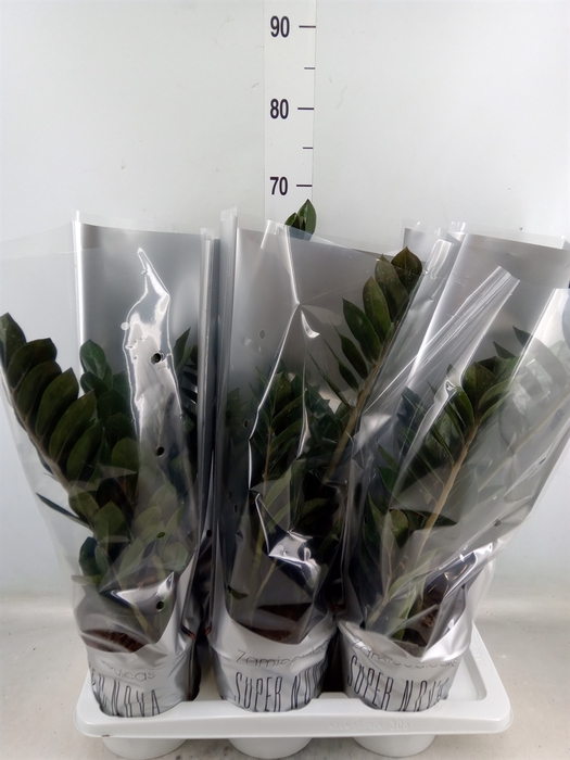 <h4>Zamioculcas zamiifolia 'Super Nova'</h4>