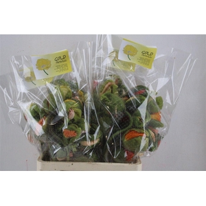 Papaver Mixed Su Sup P Stem