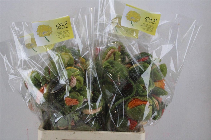 <h4>Papaver Mixed Su Sup P Stem</h4>