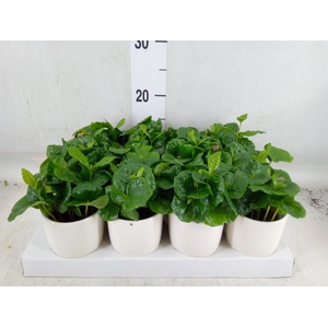 Coffea arabica