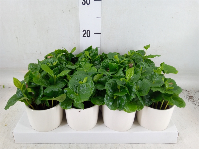 <h4>Coffea arabica</h4>