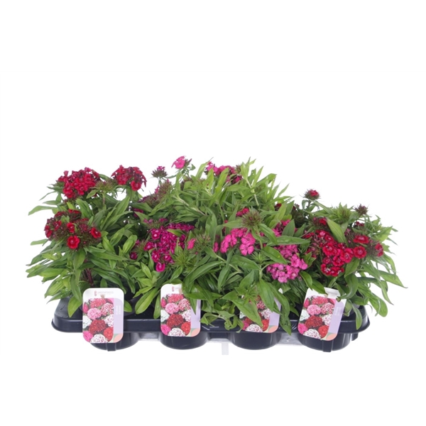 <h4>Dianthus barb. Barbarini mix</h4>