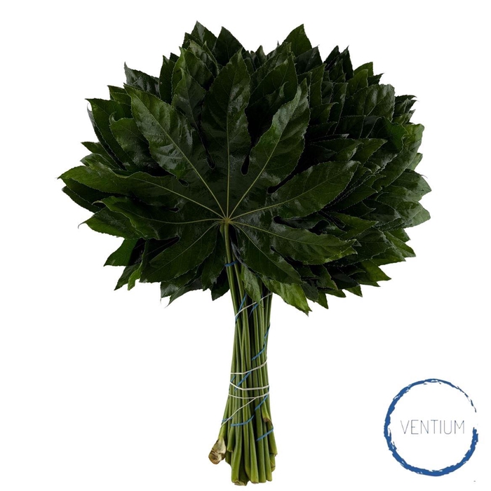 <h4>Aralia Ventium 60cm</h4>