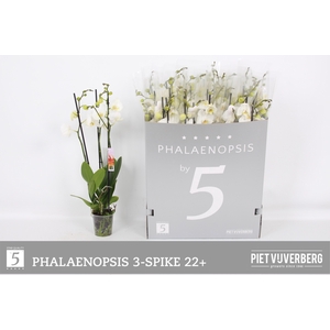 PHAL OV WIT