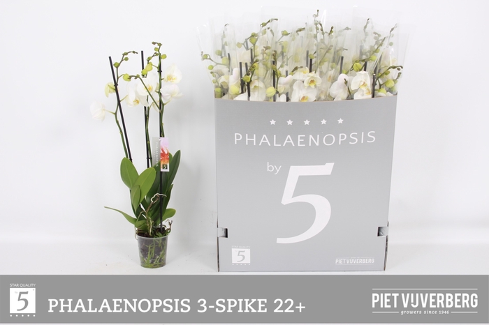 <h4>PHAL OV WIT</h4>