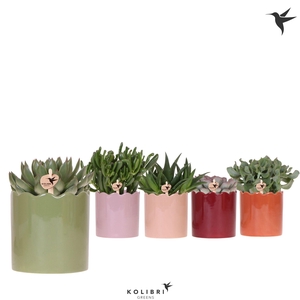 Kolibri Greens Succulenten mix in Curve pot mix
