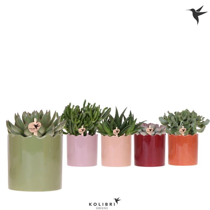 <h4>Kolibri Greens Succulenten mix in Curve pot mix</h4>