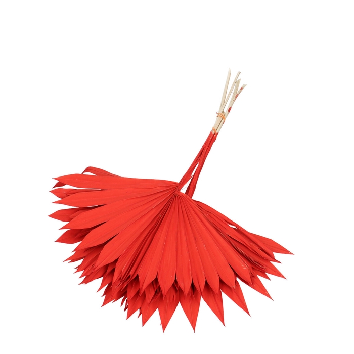 <h4>Opruiming Palm Sun 55cm x6</h4>