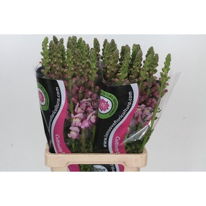 Antirrhinum Potomac Lavender