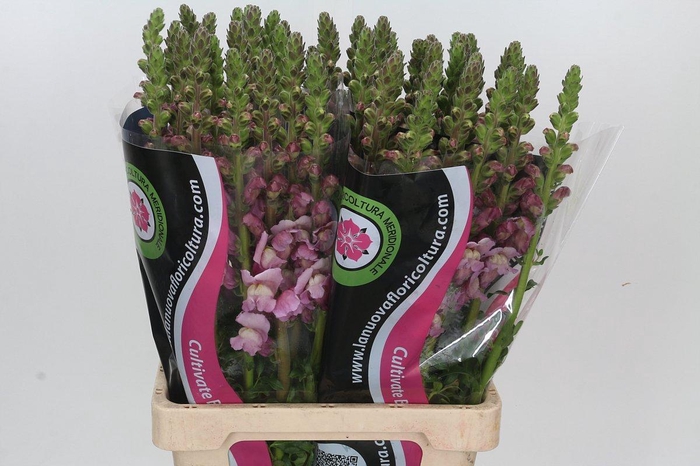 <h4>Antirrhinum Potomac Lavender</h4>