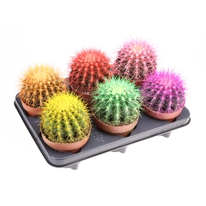 Cactus Grusonii Rainbow Gemengd