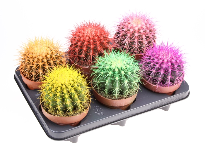 <h4>Cactus Grusonii Rainbow Gemengd</h4>