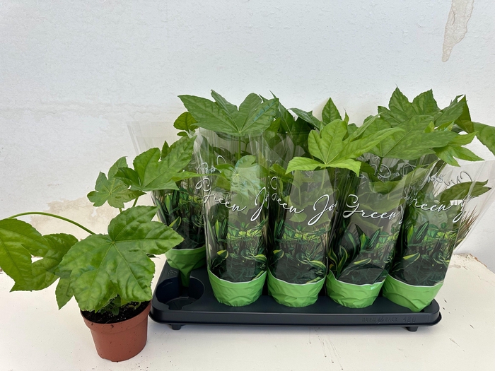 <h4>Fatsia japonica Variegata</h4>