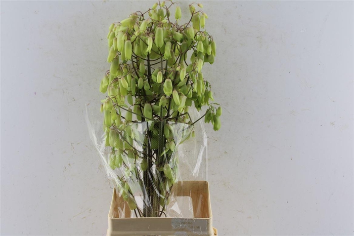 <h4>Kal Ad Green Apple Japan</h4>