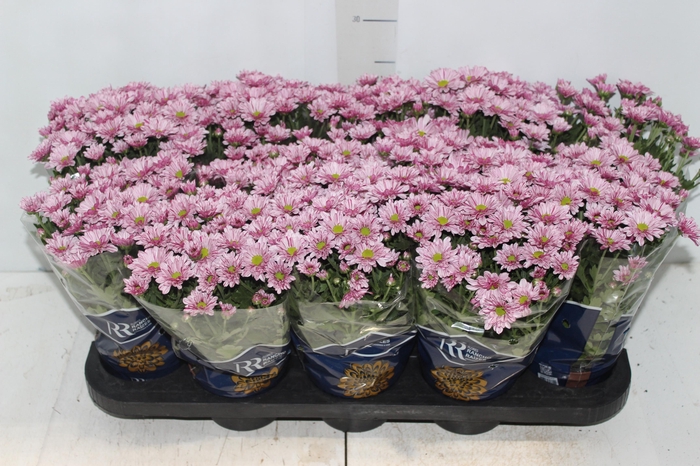 <h4>CRISANTEMO MINI P11 ROSA</h4>