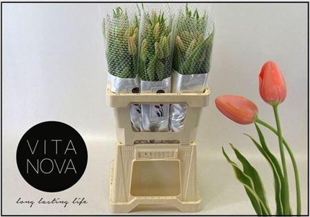 <h4>Tu En Swarovski</h4>