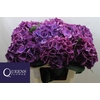 Hydrangea royal opera