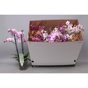 PHAL MF GEM 8 KL