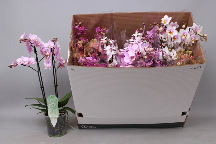 <h4>PHAL MF GEM 8 KL</h4>