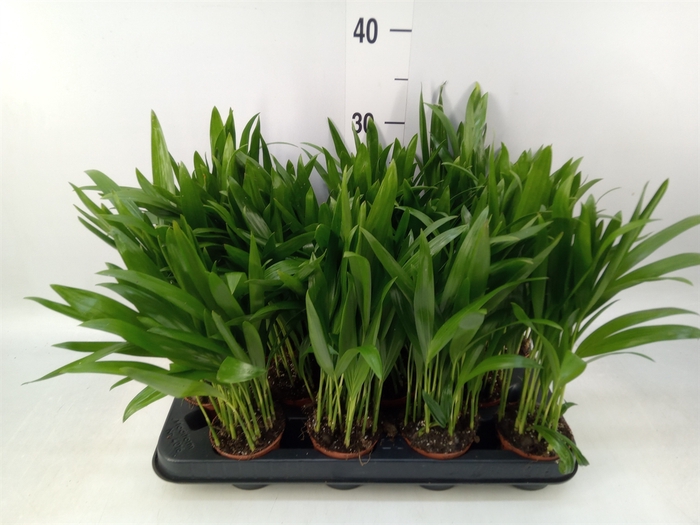 <h4>Dypsis lutescens   ...Chrysalidoca</h4>