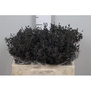 Ligustrum Ov Libelle Black