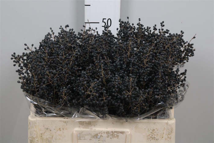 <h4>Ligustrum Ov Libelle Black</h4>