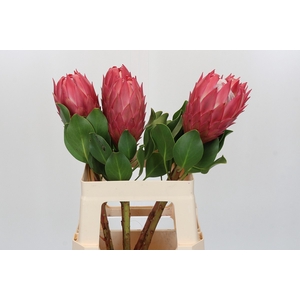 Protea Cynaroides Red Rex