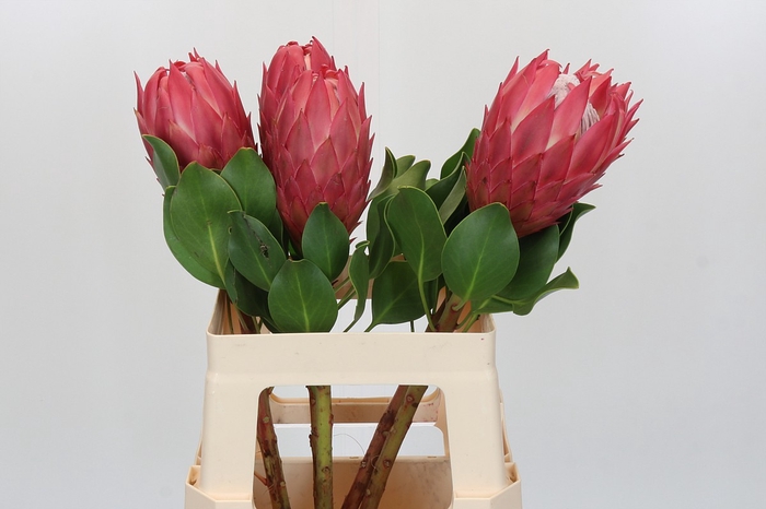 <h4>Protea Cynaroides Red Rex</h4>