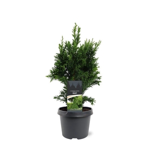 Chamaecyparis obtusa 'Drath'