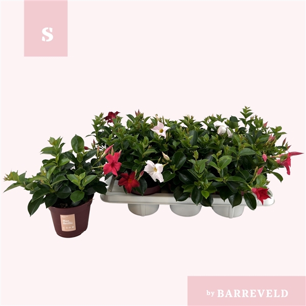 <h4>Mandevilla 'Zomerville' struik mixtray</h4>