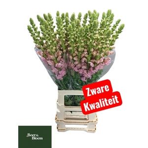 Antir Poto Earl Pink